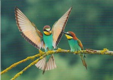 Ansichtskarte: Liebe geht