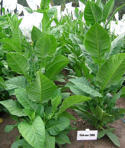 Tabaksamen habano 2000 samen - 2000,
