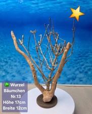 🌳Aquarium Wurzel Bonsai