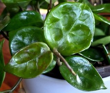 RARE XL Hoya Chelsea 16" Tall