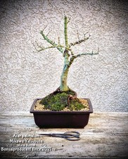 Acer palmatum „Mikawa