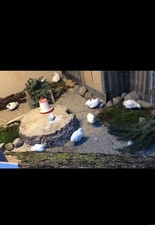 12 frische Wachteleier