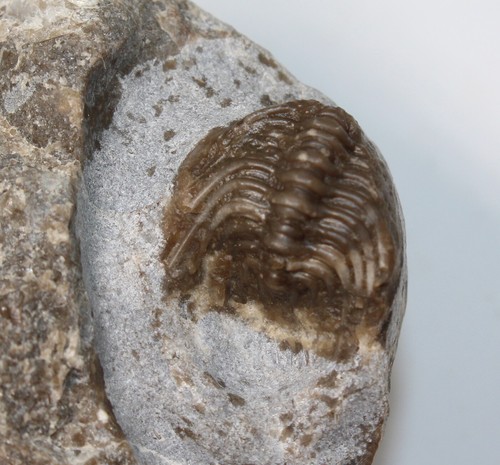 Trilobit kettneraspis crenata - trilobit,,