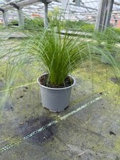 Ponytail-Gras – Stylisches Katzengras im 12cm Topf | Stipa tenuissima