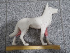 Akupunktur Modell Schäferhund 30cm mit 72 Akupunkturpunkten