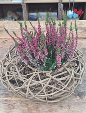 TOP Preis Rebenkranz 40 cm