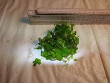 Aquarium Wasser Pflanze