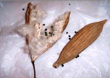 Kapok - Füllung für Kissen