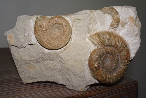 Ammoniten in muttergestein - ammoniten,
