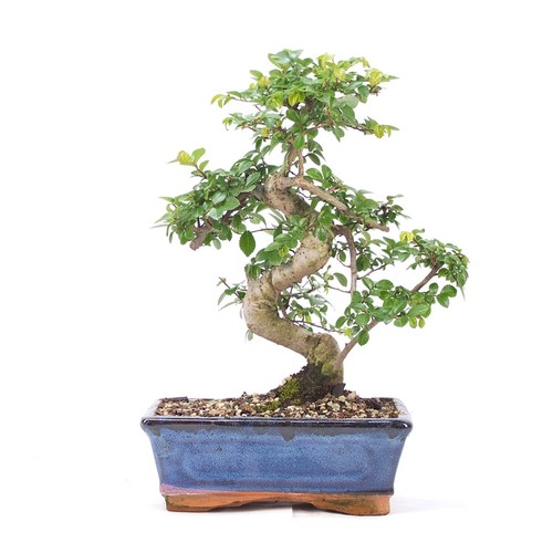 Bonsai chinesische ulme - bonsai,