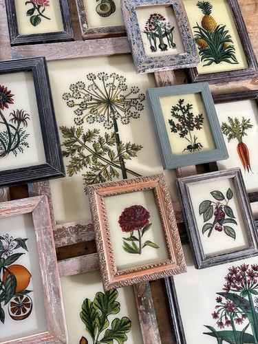 Botanische rückglasbilder - botanische,
