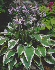 Funkie Hosta Antioch "1