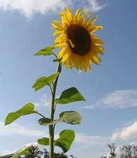 Super blumen samen - super,