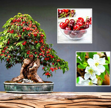 Bonsai Samen - Süßkirsche -