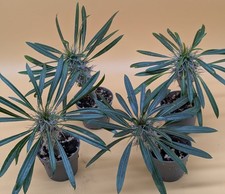 Pachypodium Lamerei Madagaskar
