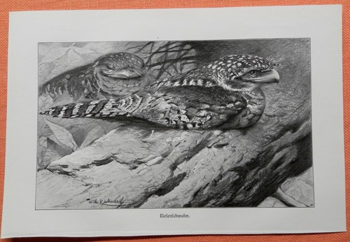 Eulenschwalm podargus - eulenschwalm,