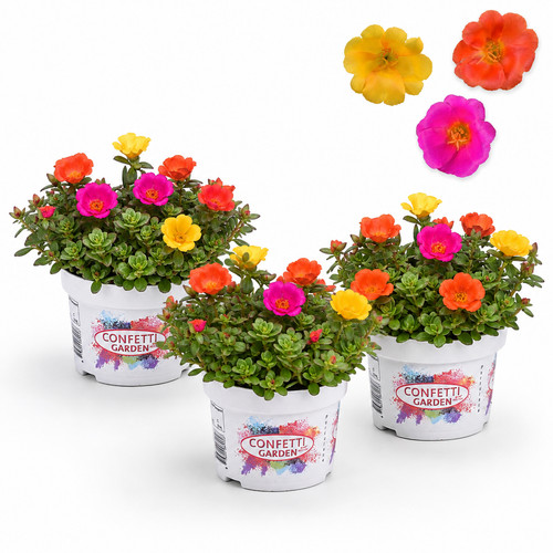 Portulaca oleracea - portulaca,