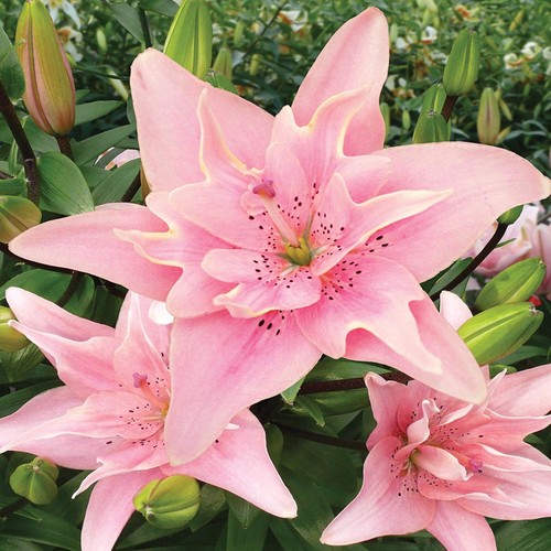 Lilien blumenzwiebeln zwiebeln - lilien,