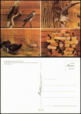 Bad Buchau Federseemuseum Vögel: Roter Milan Fischadler Birkhahn Birkhenn 1980