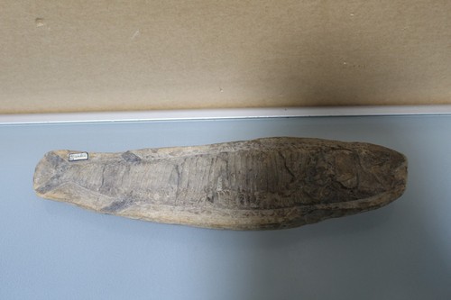 Fossiler fisch 3 15 - –, 47