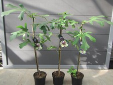 Ficus carica  süßer Frucht