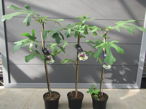 Ficus carica süßer - süßer, frucht