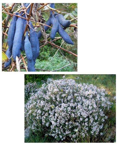 Samen sparset blaugurke - samen, und