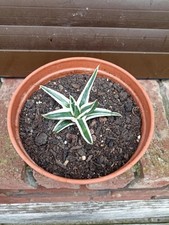 Agave Victoriae Reginae White Rhino 9cm 2 jährige Jungpflanze