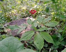 SAMEN Exot Pflanzen Samen