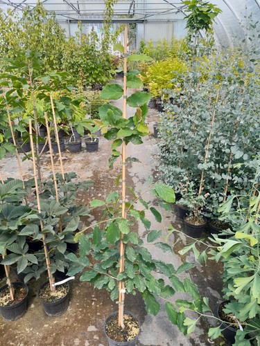 Parrotia persica - ,