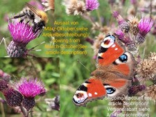 Sumpf-Kratzdistel, Cirsium palustre, Swamp thistle, 50 seeds, samen,Bienenweide