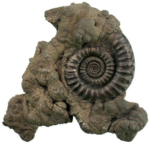 Lias crucilobiceras - lias,