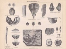 Karbon Petrefakten Fossilien