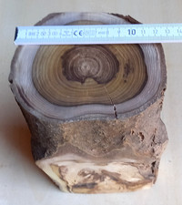 Goldregen Ø bis ca 13 - 16