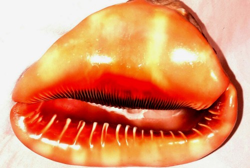 Meeresschnecke cassis rufa - meeresschnecke,