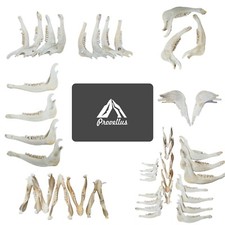 Unterkiefer Knochen Kuh