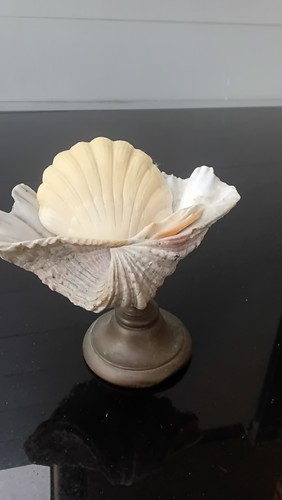 Seifenschale muschel fuss - seifenschale,