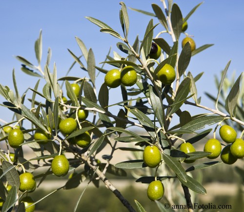 Olive medierrane - 🔥,