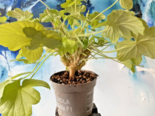 Pelargonium quinquelobatum, je