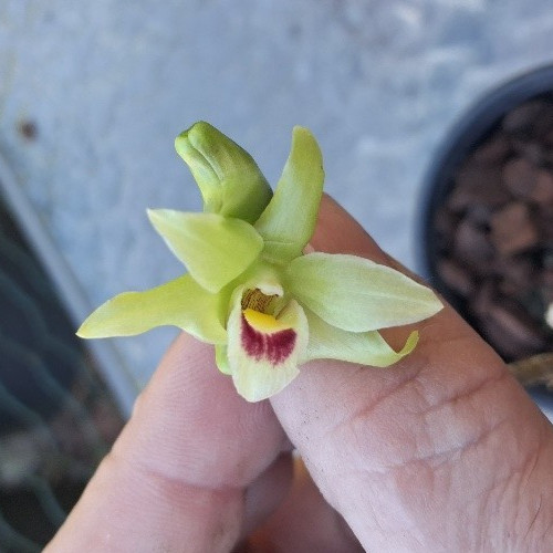 Dendrobium tosaense eine