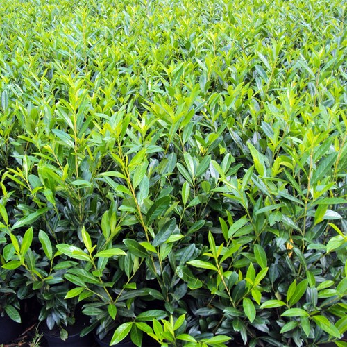 Kirschlorbeer caucasica - caucasica,