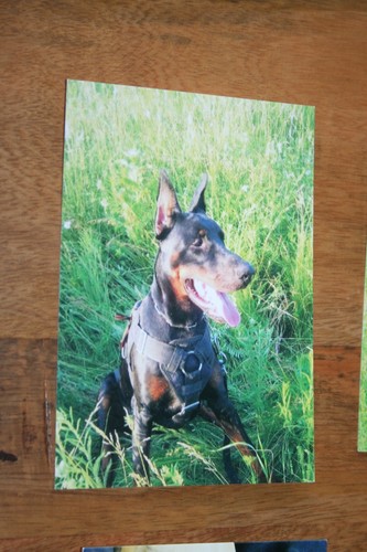 Hunde postkarte von poster - hunde, xxl