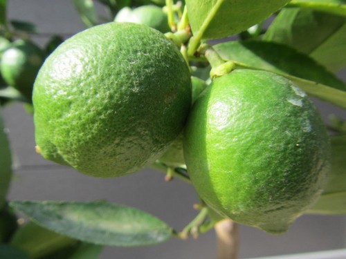 Citrus latifolia limette - citrus,