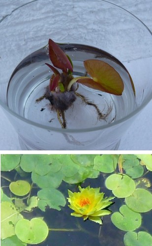 Gelbe zwergseerose blühend - gelbe,