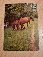 Pferdepostkarte, AK, Pferd, Groh, Stute mit Fohlen