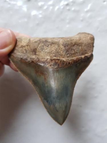 Megalodon haizahn gezackter - haizahn,
