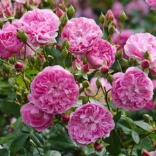 Englische Rose Harlow Carr ®