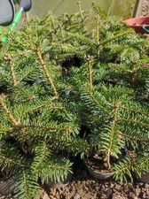Nordmanntannen 5st. 20-25 cm im Topf Ideal für Weihnachtsbaum 