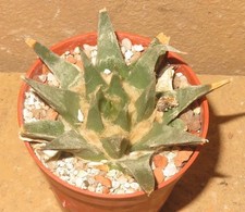 Ariocarpus horacekii Jaumave