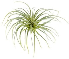 2er Set Tillandsie H20 x Ø